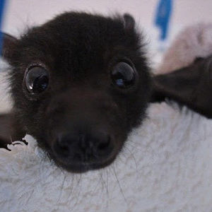 Meet your Posher, Lillyana